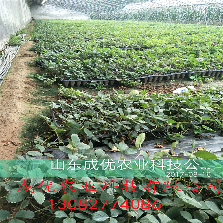 红颜草莓苗草莓苗批发基地