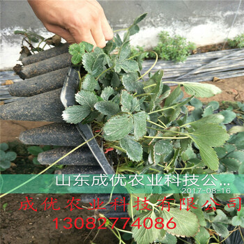 草莓苗種植草莓苗圖片大全