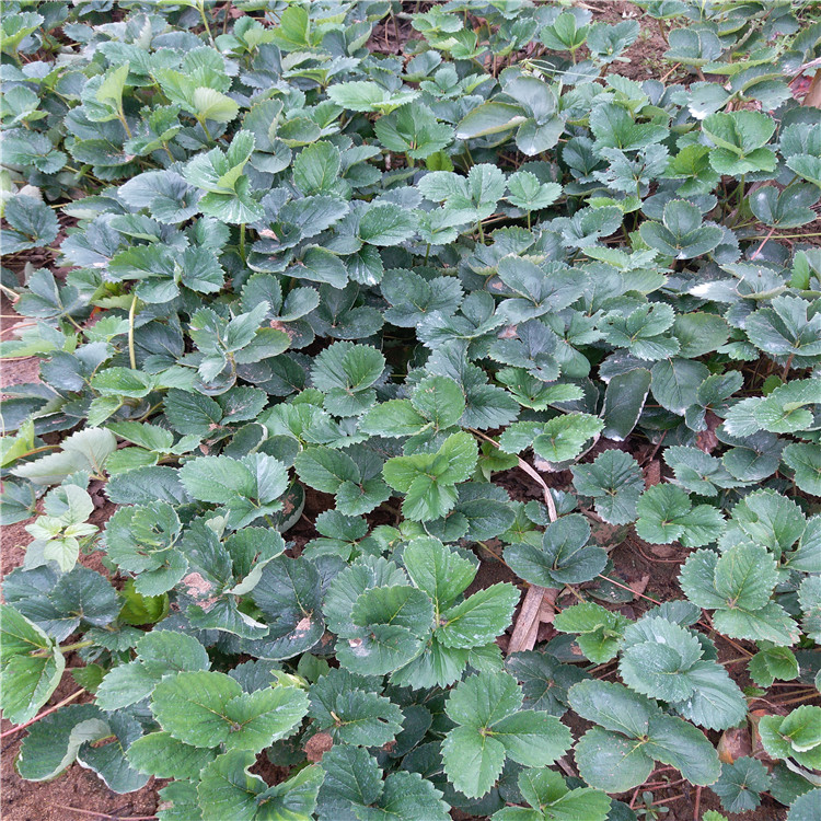 豐香草莓苗奶油草莓苗價(jià)格