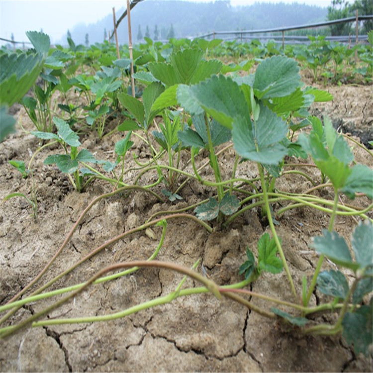 红颜草莓苗草莓苗批发基地