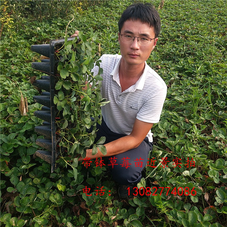 豐香草莓苗草莓苗種植視頻