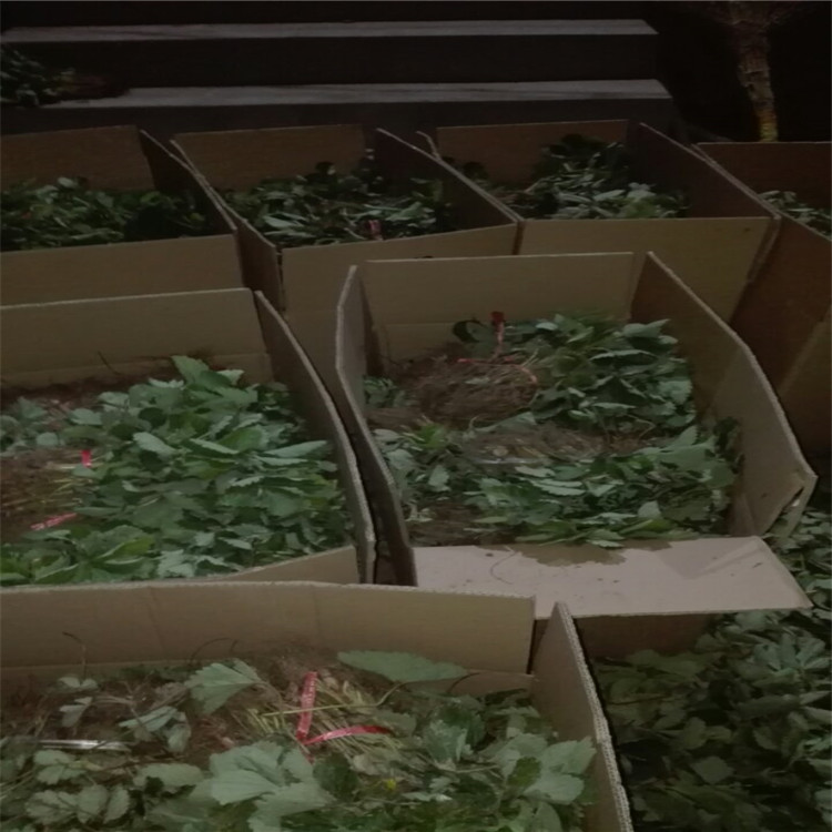 草莓苗批發(fā)市場一畝種多少棵
