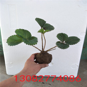 牛奶草莓苗草莓苗批發(fā)基地