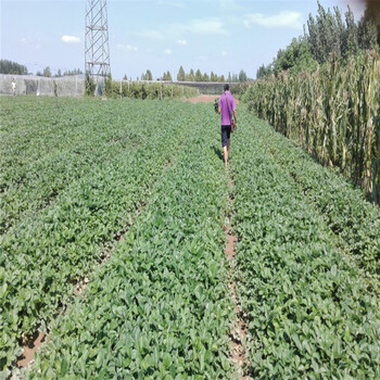 菠蘿莓草莓草莓苗價(jià)格
