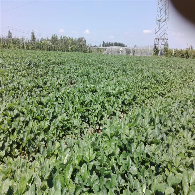 牛奶草莓苗草莓苗批發(fā)基地