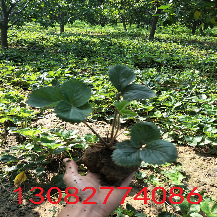 紅顏草莓苗草莓苗種植時(shí)間