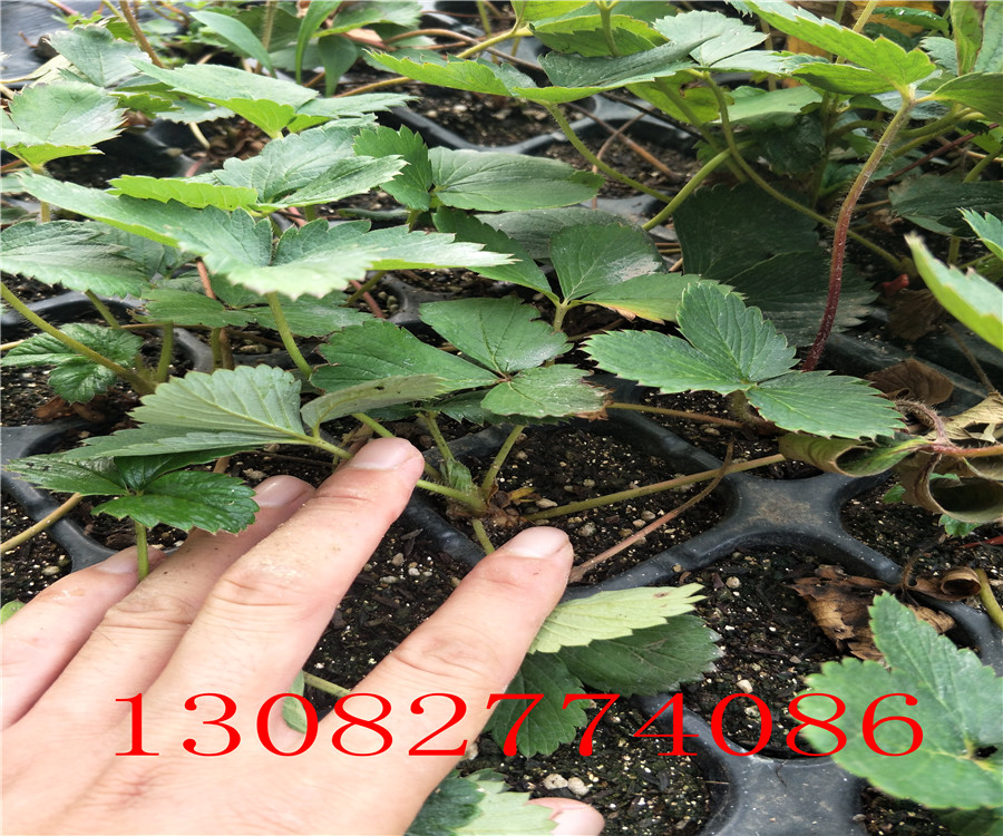 奶油草莓苗草莓苗圖片
