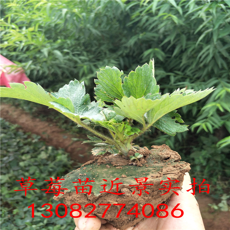 草莓苗種植批發(fā)多少錢(qián)