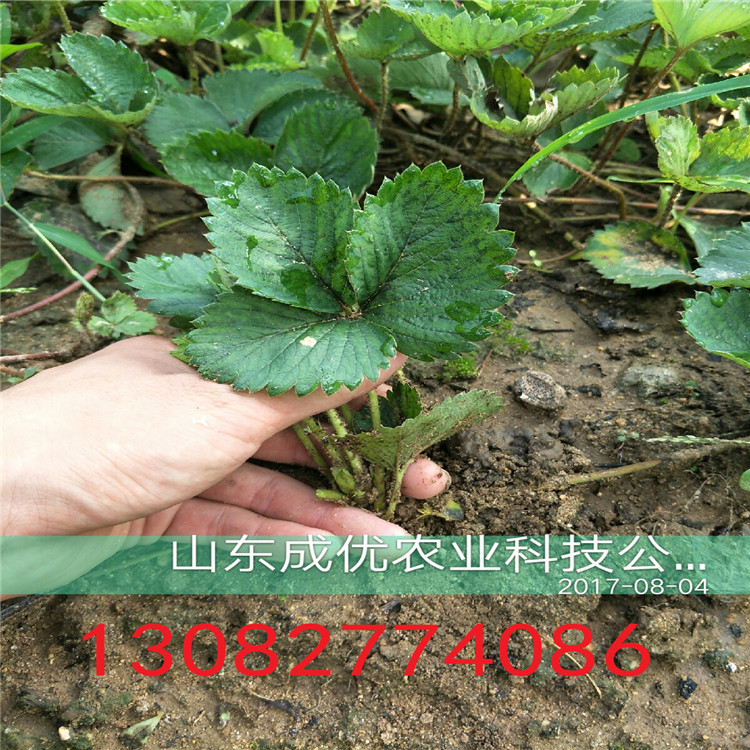 豐香草莓苗草莓苗基地