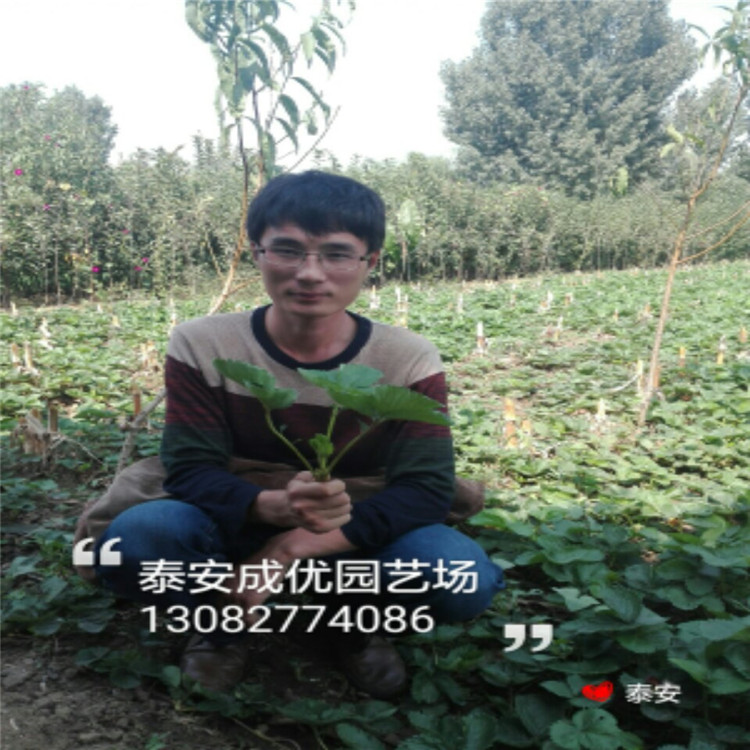 法蘭地草莓苗草莓苗品種