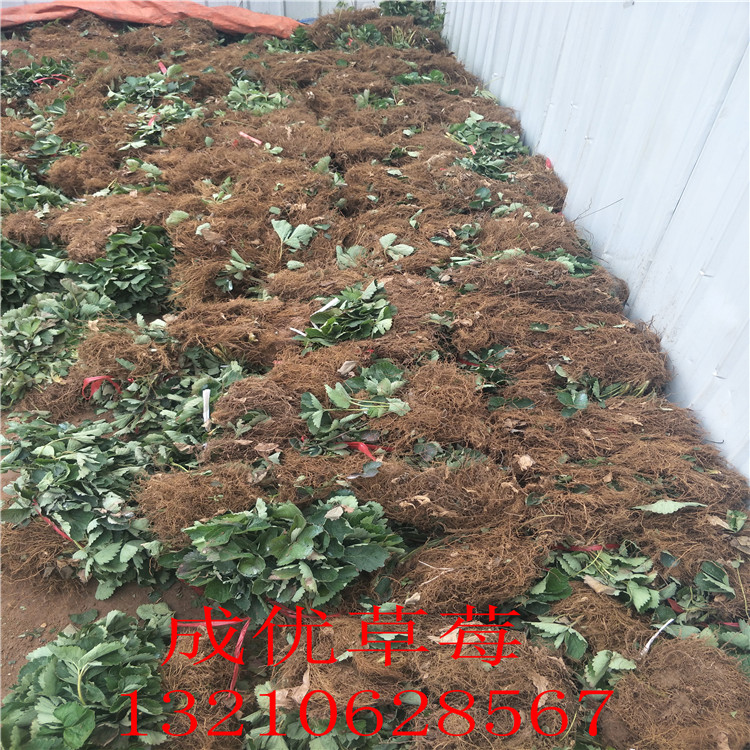 草莓苗種苗哪里批發(fā)草莓苗