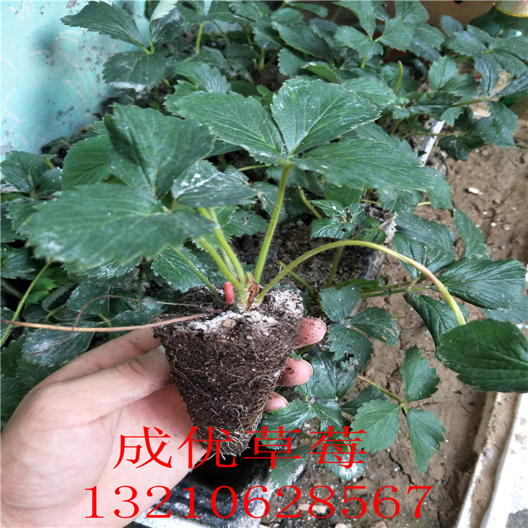 章姬草莓苗草莓苗挖出來葉子摘了可以養(yǎng)活嗎
