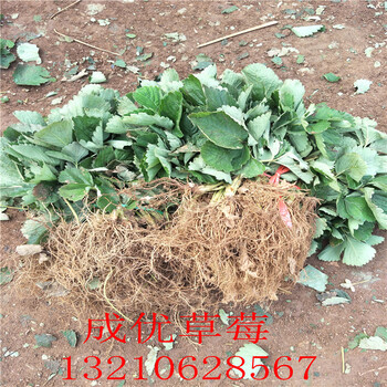 紅顏草莓苗哪里草莓苗好