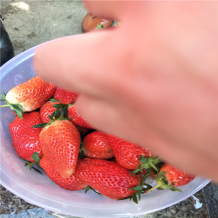 菠蘿莓草莓丹東草莓苗批發(fā)
