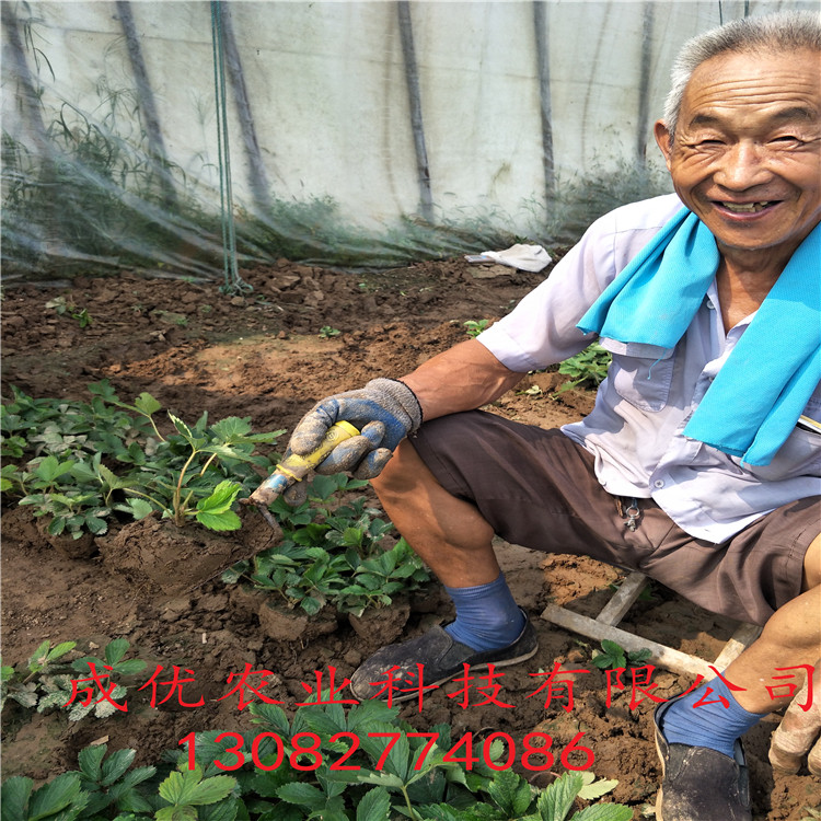 草莓苗種苗草莓苗多少錢一顆