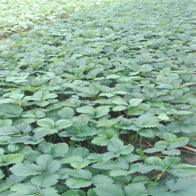 甜查理草莓苗 剛買的草莓苗怎么種