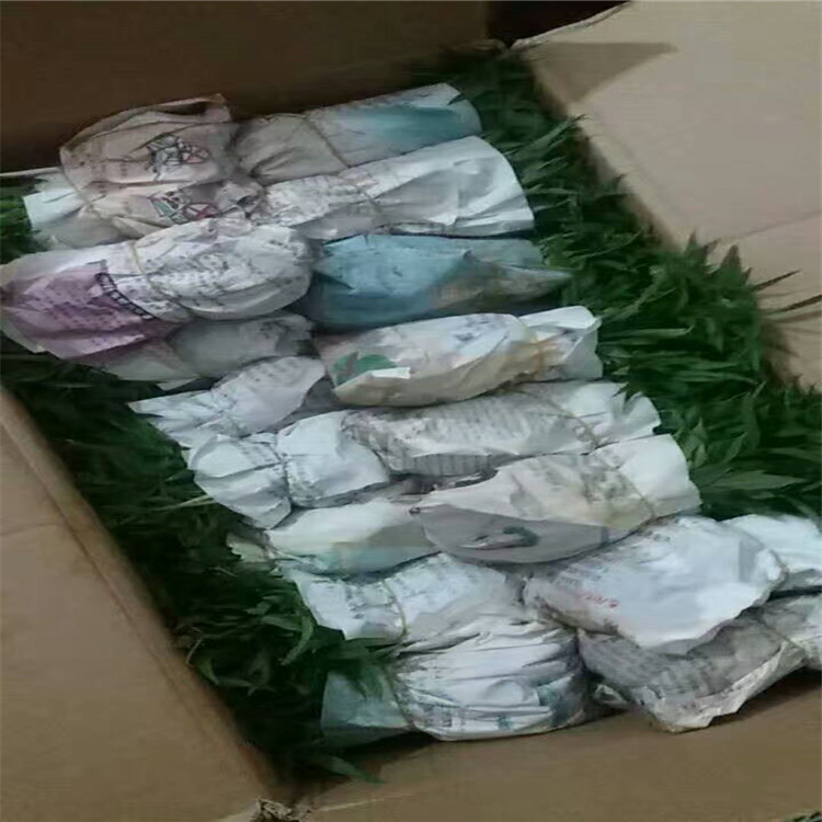 草莓苗批發(fā)市場草莓苗怎么種