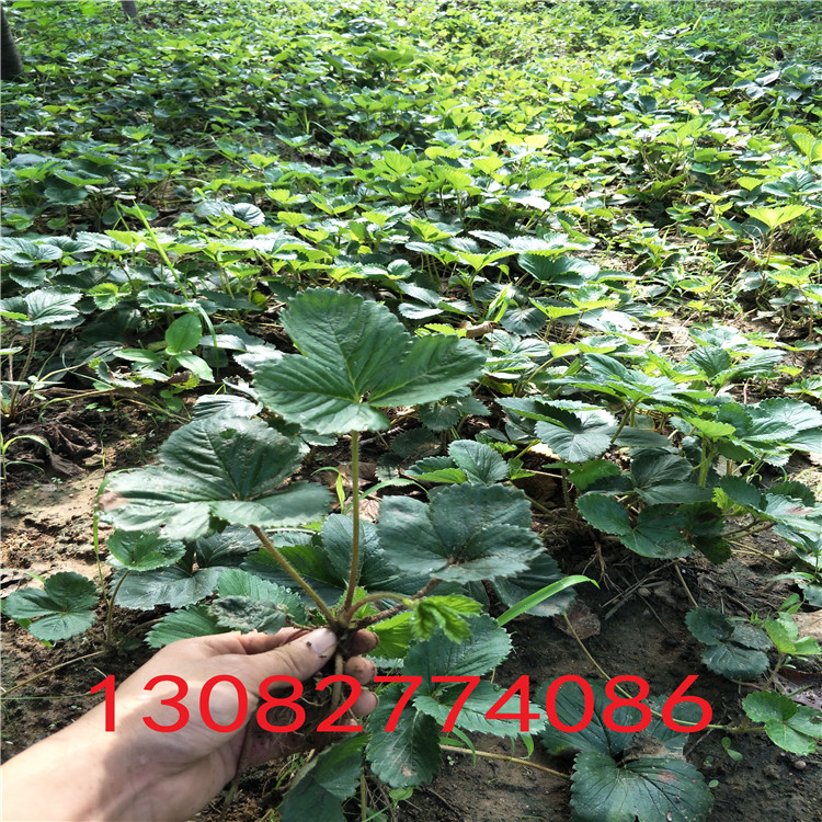 草莓苗種植草莓苗價(jià)格多少