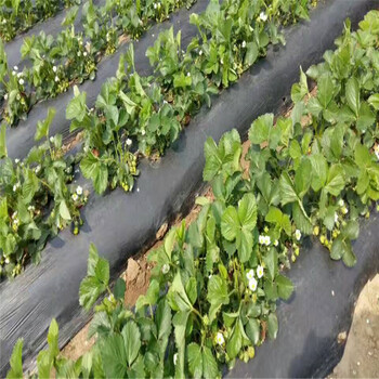 妙香草莓苗草莓苗哪家好