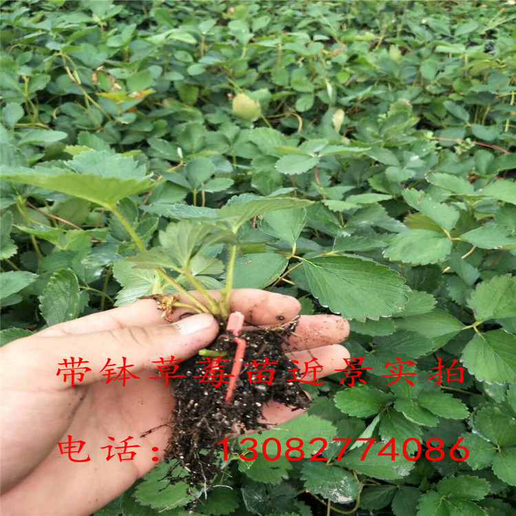 草莓苗批發(fā)市場(chǎng)草莓苗多少錢一顆