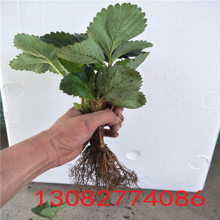 草莓苗種苗草莓苗種植技術(shù)