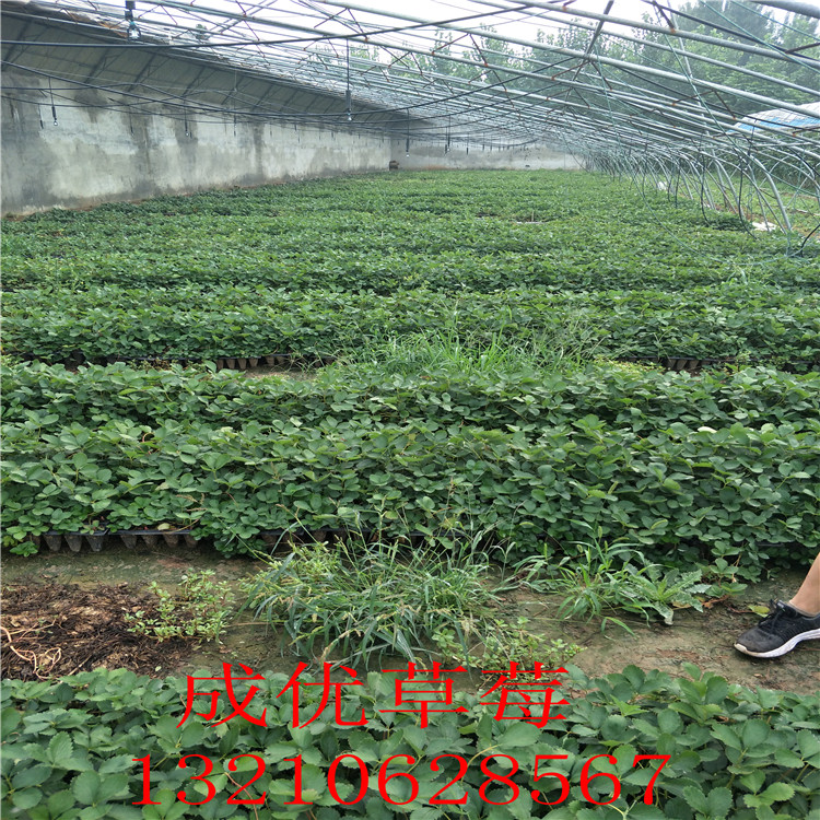 豐香草莓苗草莓苗種植視頻