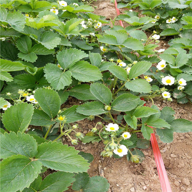 菠蘿莓草莓草莓苗什么時(shí)候種