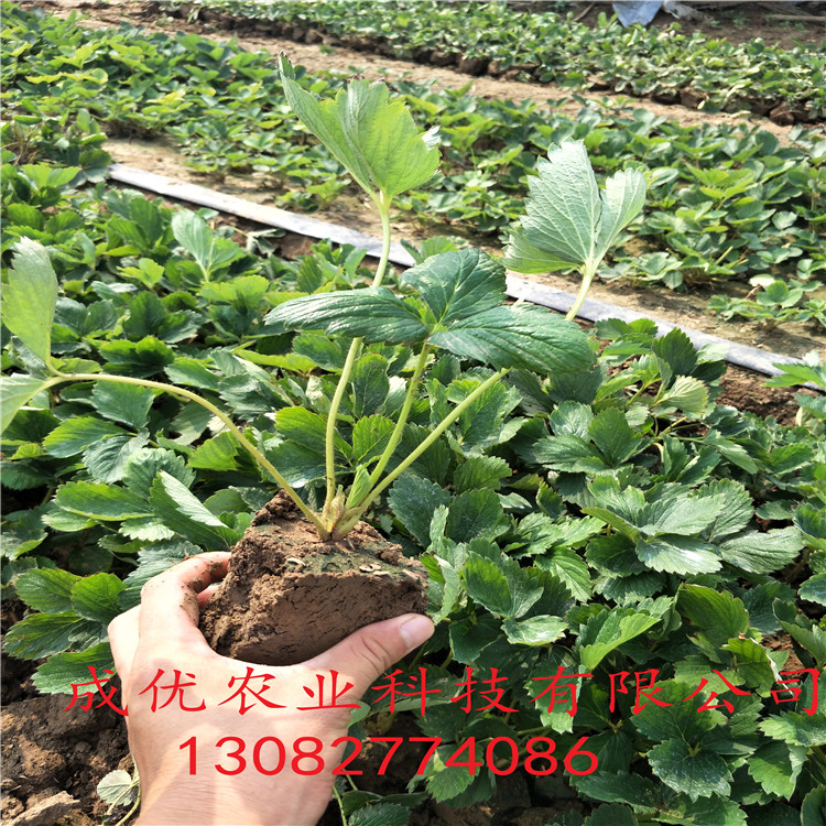 妙香草莓苗泰安草莓苗品種