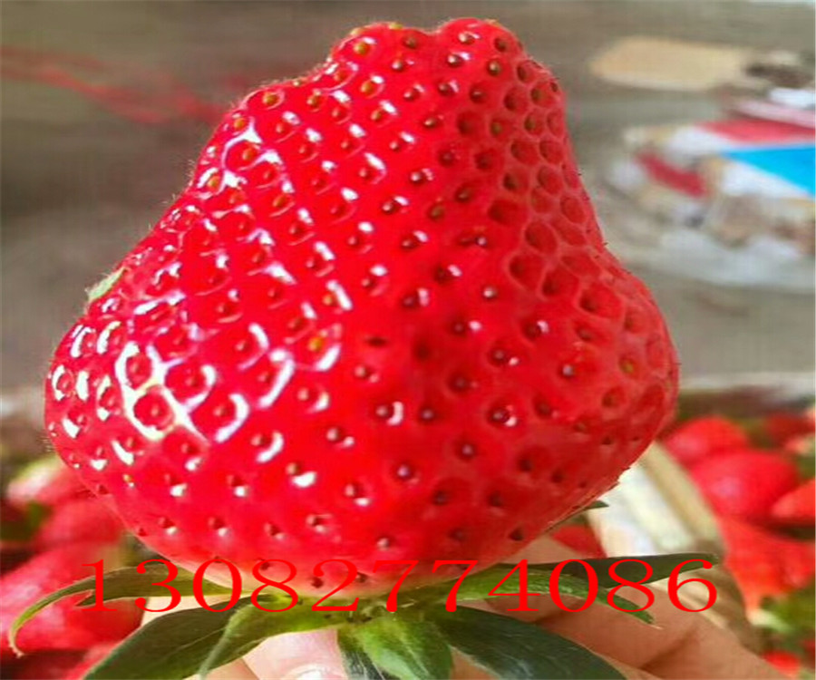 四季草莓苗批发红颜草莓苗种植