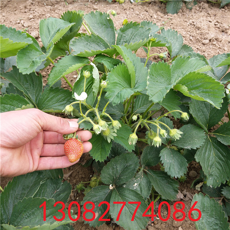 草莓苗種苗哪里批發(fā)草莓苗