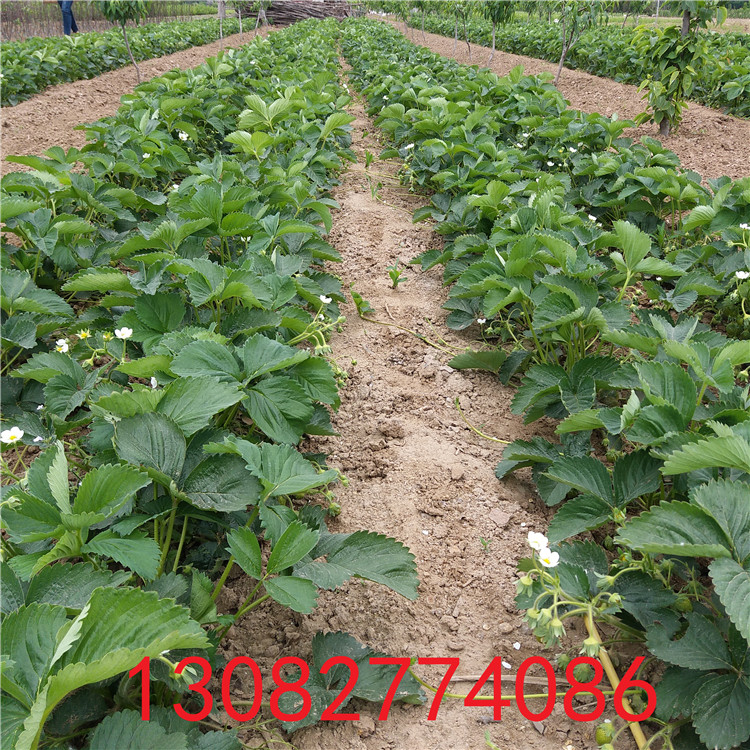 草莓苗批發(fā)市場草莓苗病