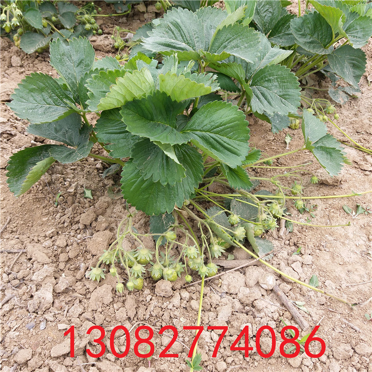 草莓苗種苗哪里批發(fā)草莓苗