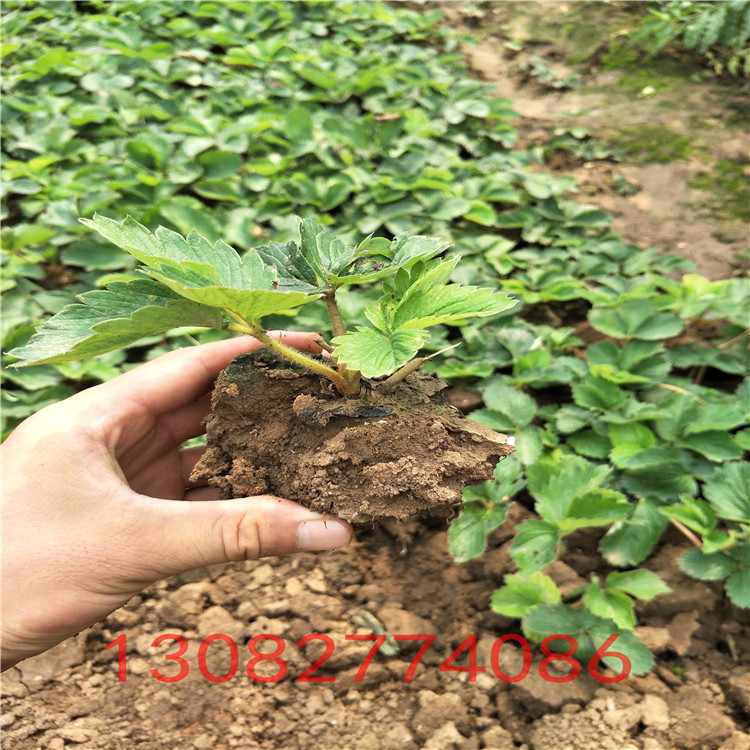 草莓苗種苗哪里批發(fā)草莓苗