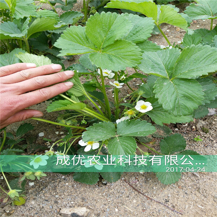 章姬草莓苗多少錢一顆