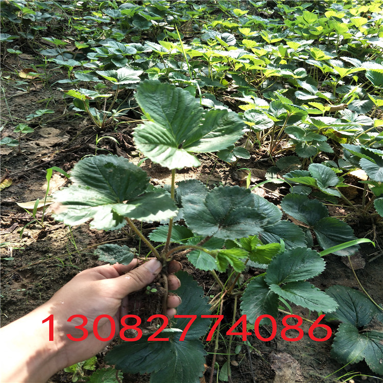草莓苗種苗草莓苗多少錢一顆