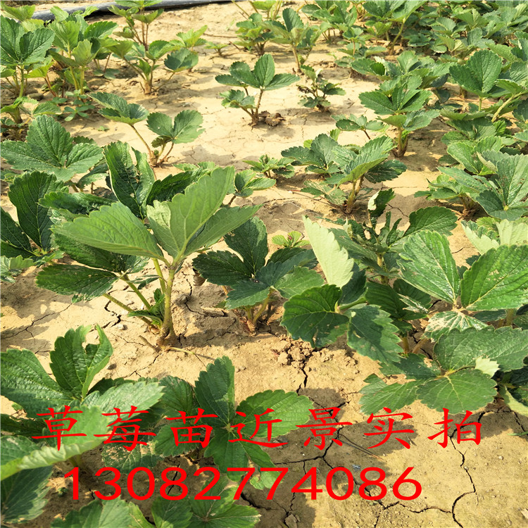 章姬草莓苗多少錢一顆