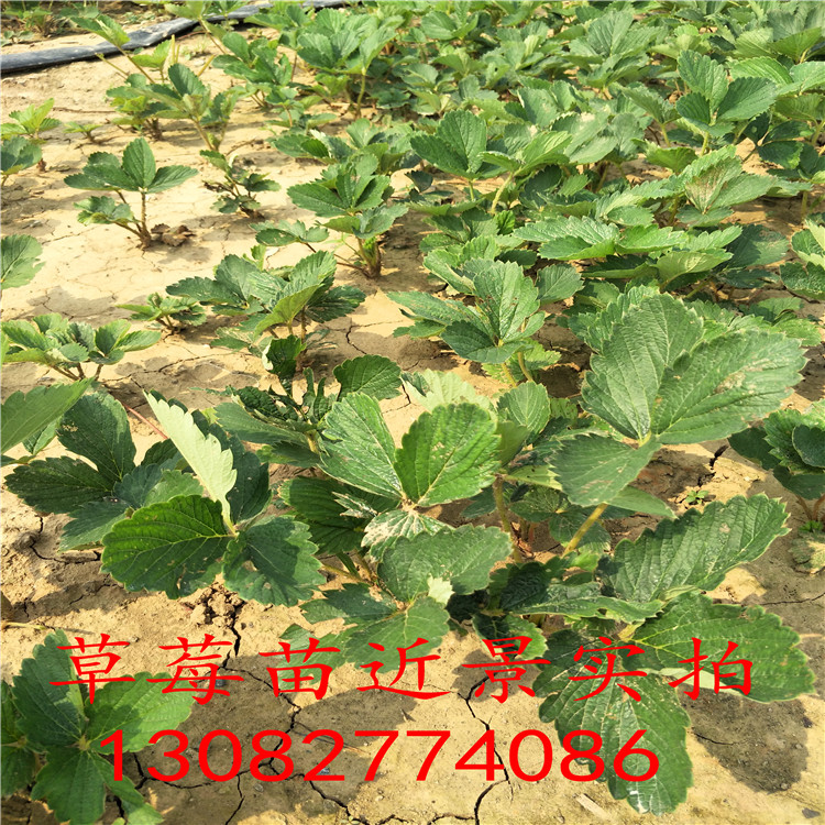 草莓苗批發(fā)市場一畝種多少棵