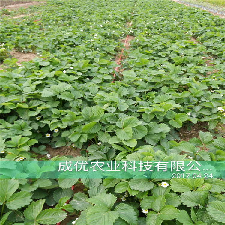 甜查理草莓苗 草莓苗種植技術(shù)