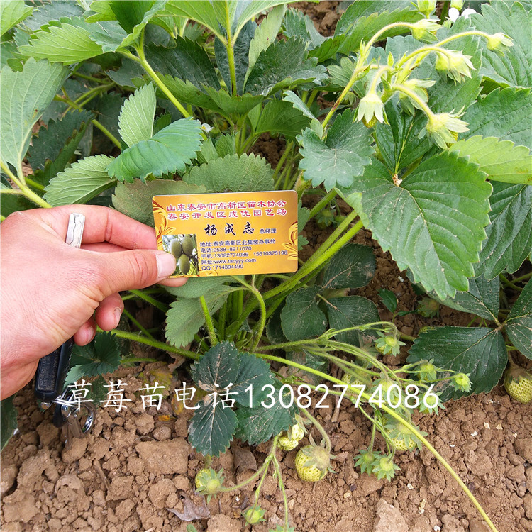 紅顏草莓苗草莓苗種植時(shí)間