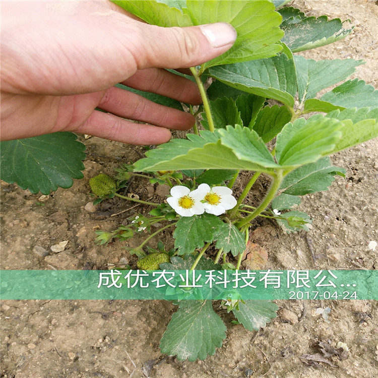 草莓苗草莓苗多少錢