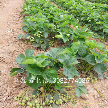 豐香草莓苗四季草莓苗價(jià)格