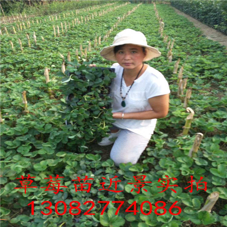 甜查理草莓苗 草莓苗多少錢一顆