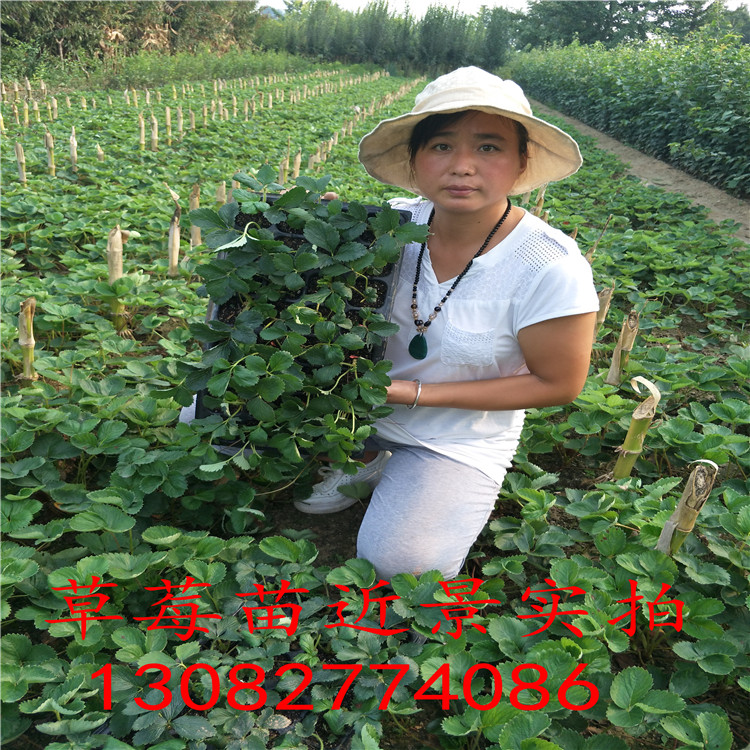 草莓苗種苗草莓苗多少錢一顆
