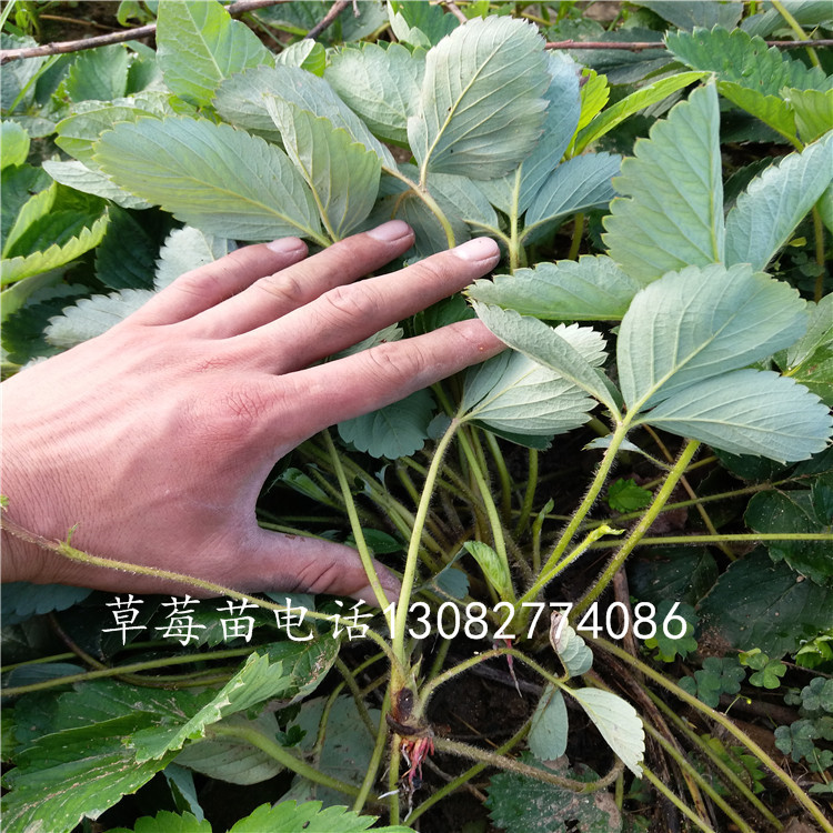 章姬草莓苗章姬草莓苗價格