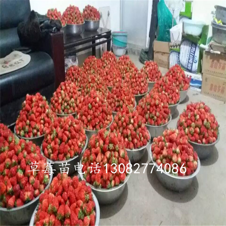 草莓苗種苗哪里批發(fā)草莓苗