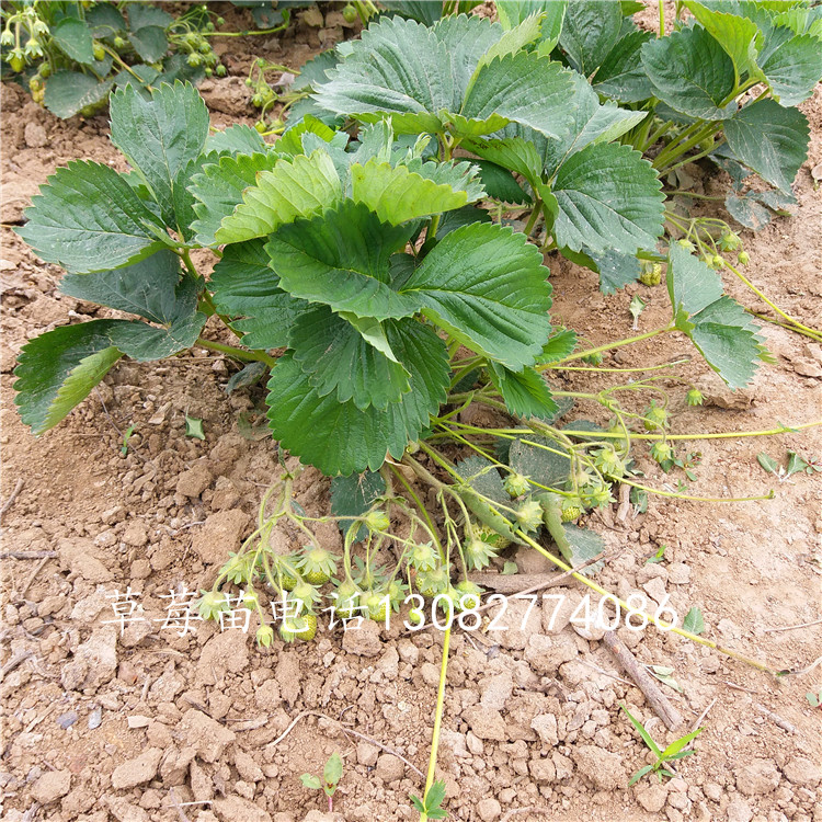 草莓苗種植草莓苗種植時間