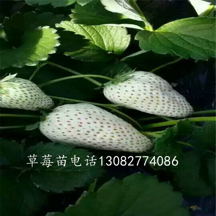 牛奶草莓苗草莓苗出售