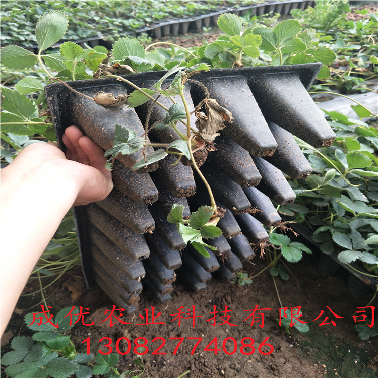 法蘭地草莓苗章姬草莓苗批發(fā)