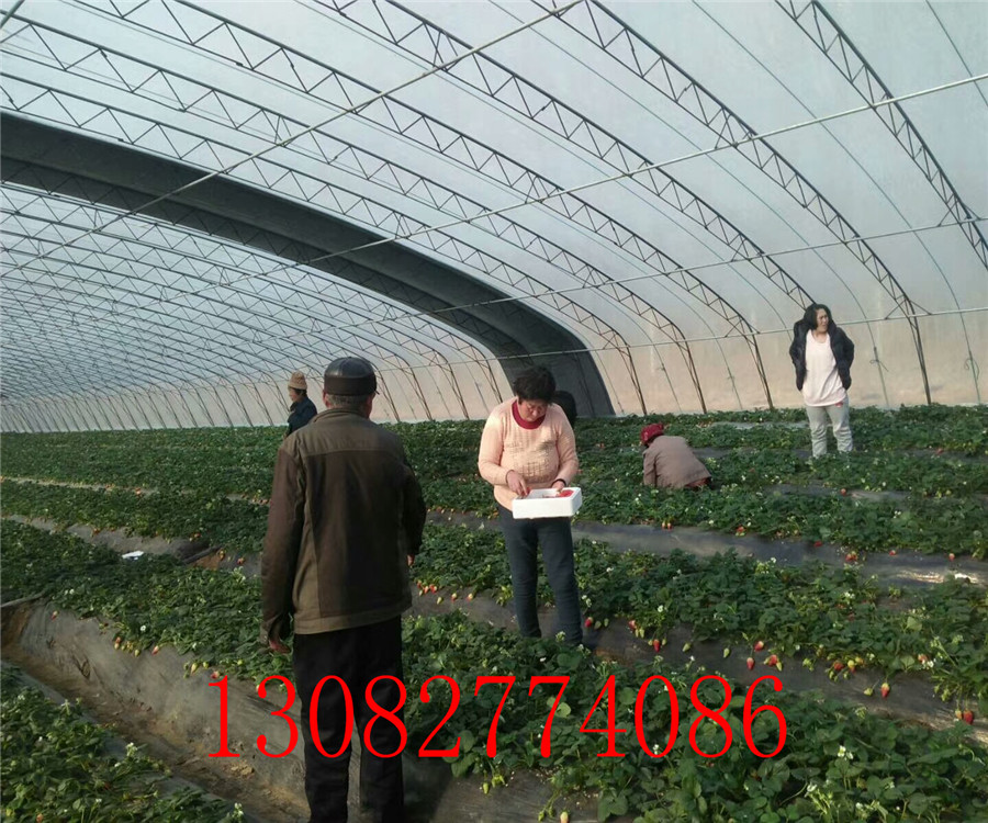 章姬草莓苗章姬草莓苗價格