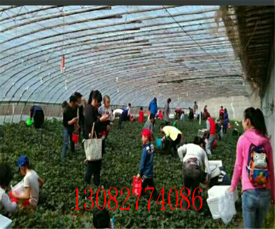 草莓苗批發(fā)市場草莓苗怎么種